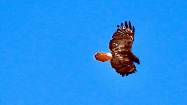 Red-tailed Hawk - Bert Alm