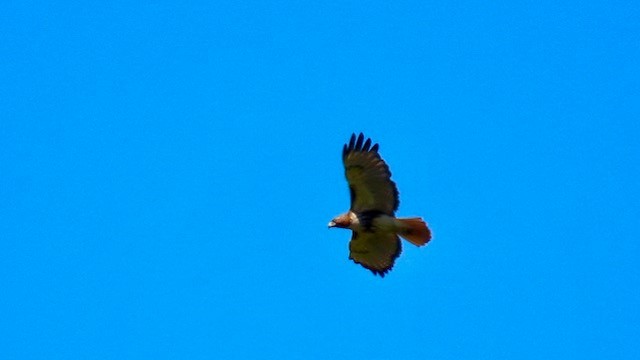 Red-tailed Hawk - Bert Alm