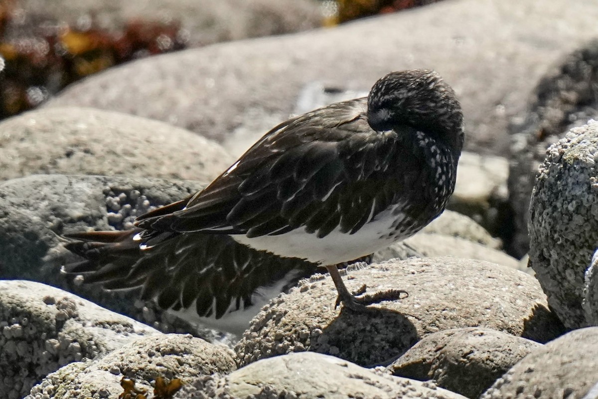 Black Turnstone - ML617488521