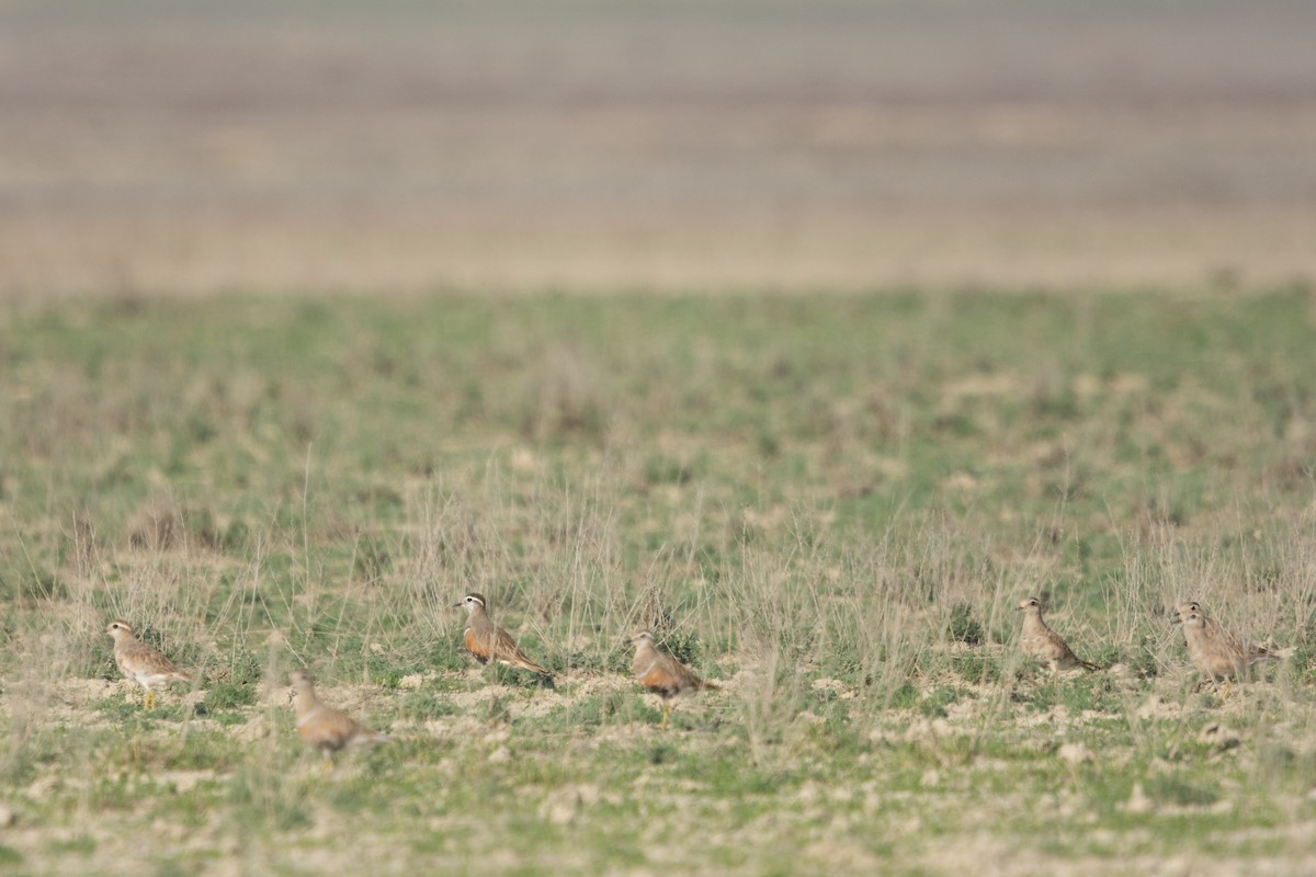 Eurasian Dotterel - ML617488534