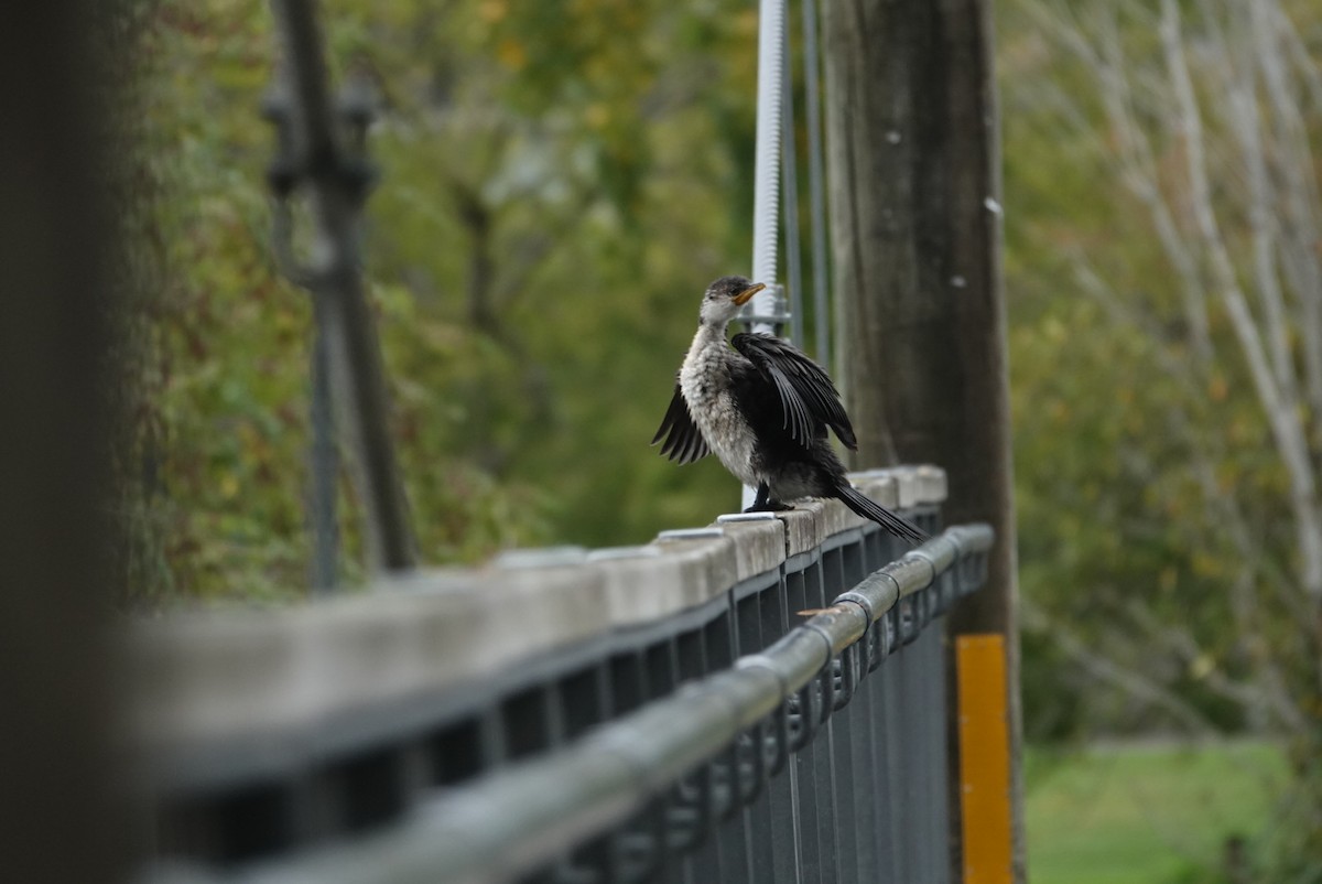 Little Pied Cormorant - ML617488543