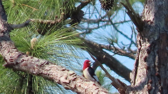 Red-headed Woodpecker - Bert Alm