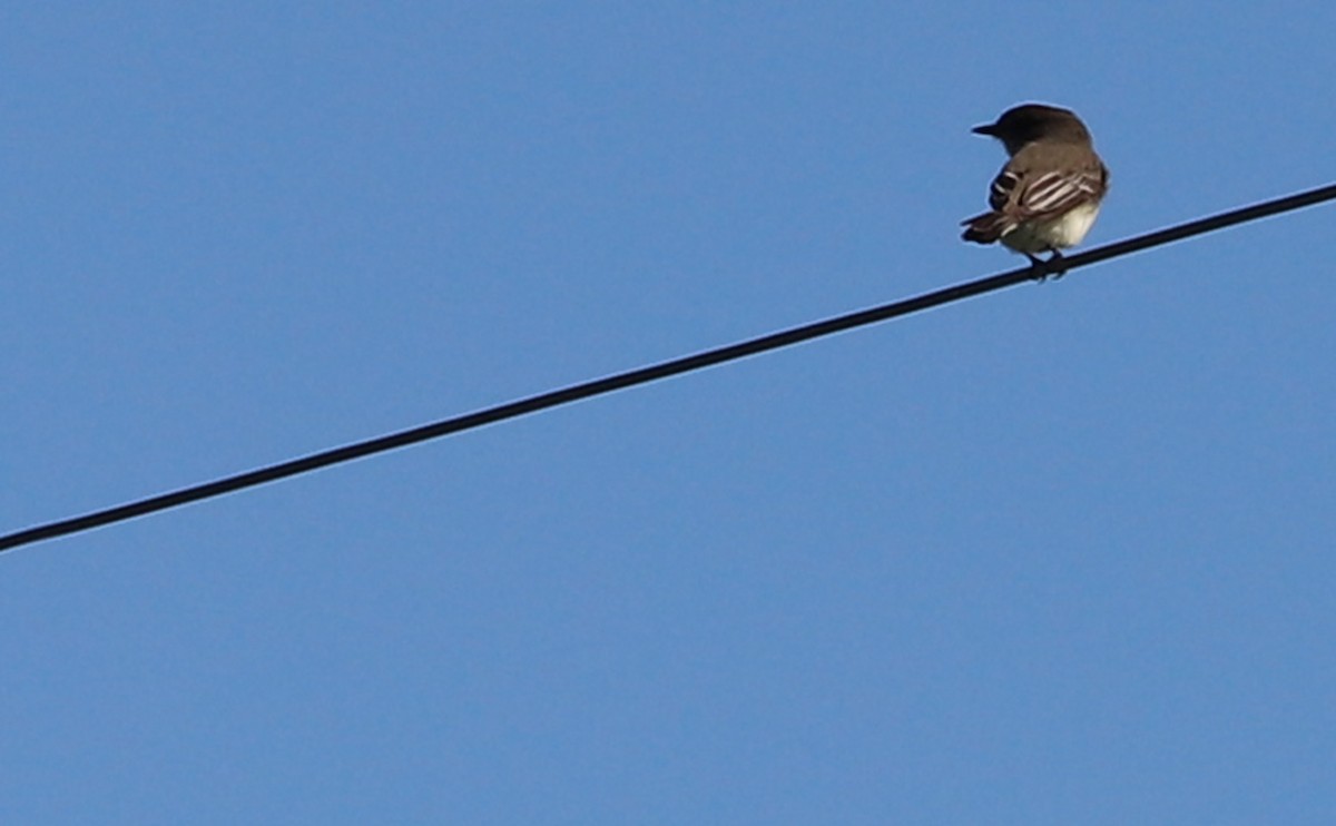 Eastern Phoebe - ML617488598