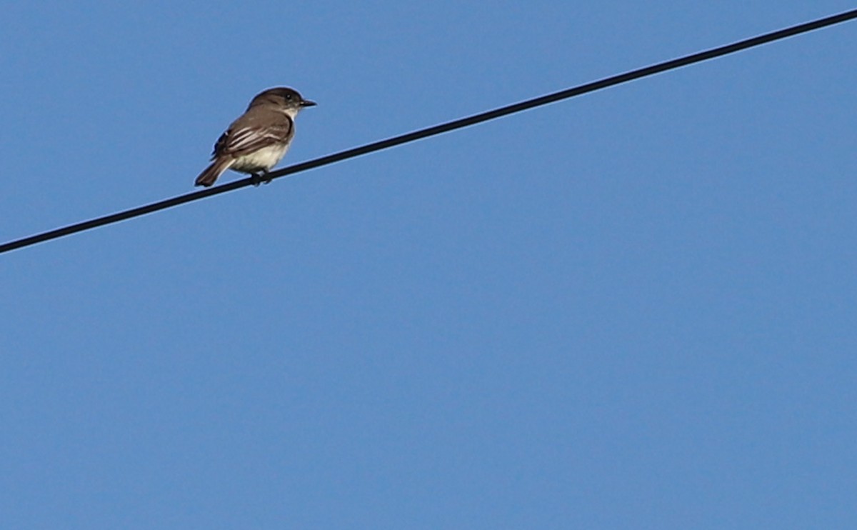 Eastern Phoebe - ML617488603