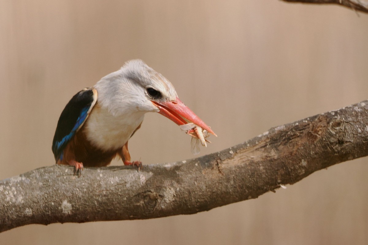 Gray-headed Kingfisher - ML617488643