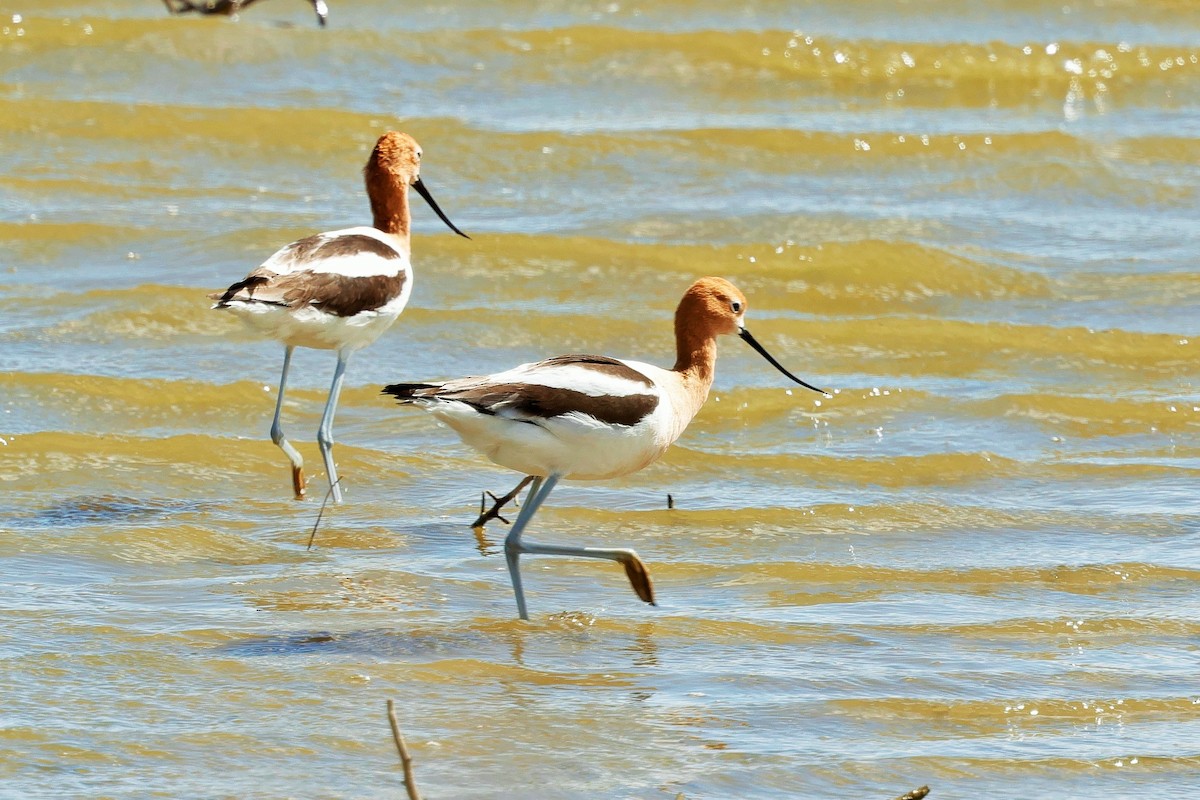 Avoceta Americana - ML617488673