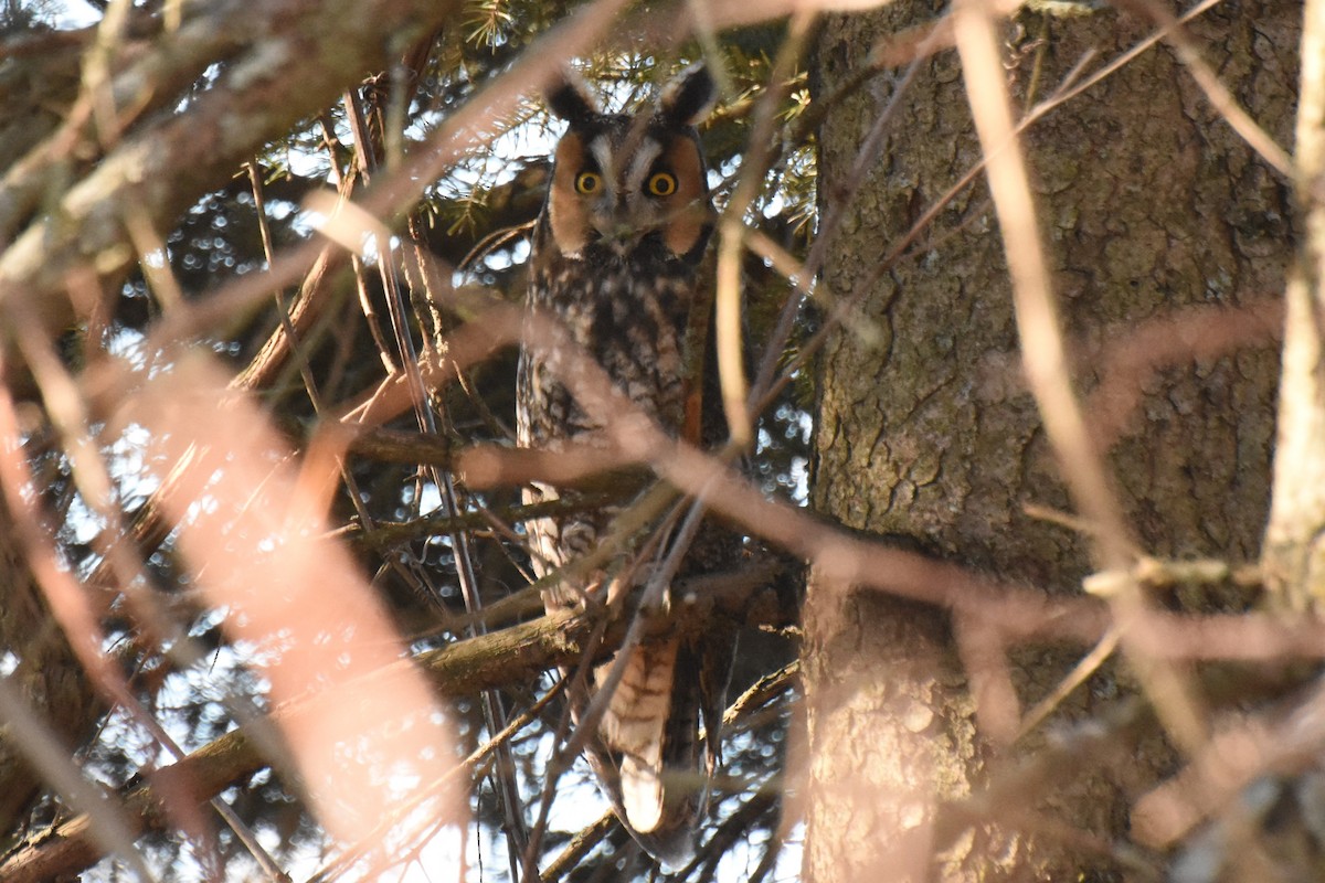 Long-eared Owl - ML617488692