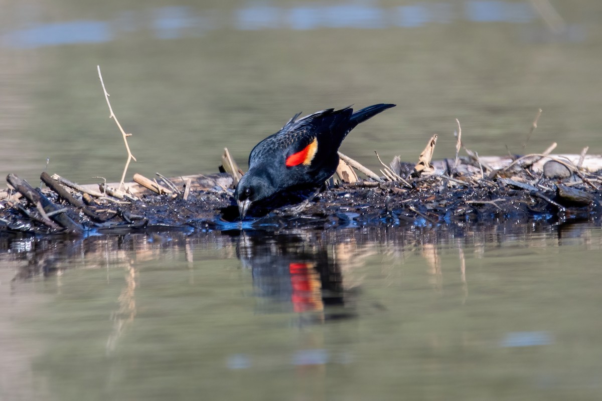 Red-winged Blackbird - ML617488714