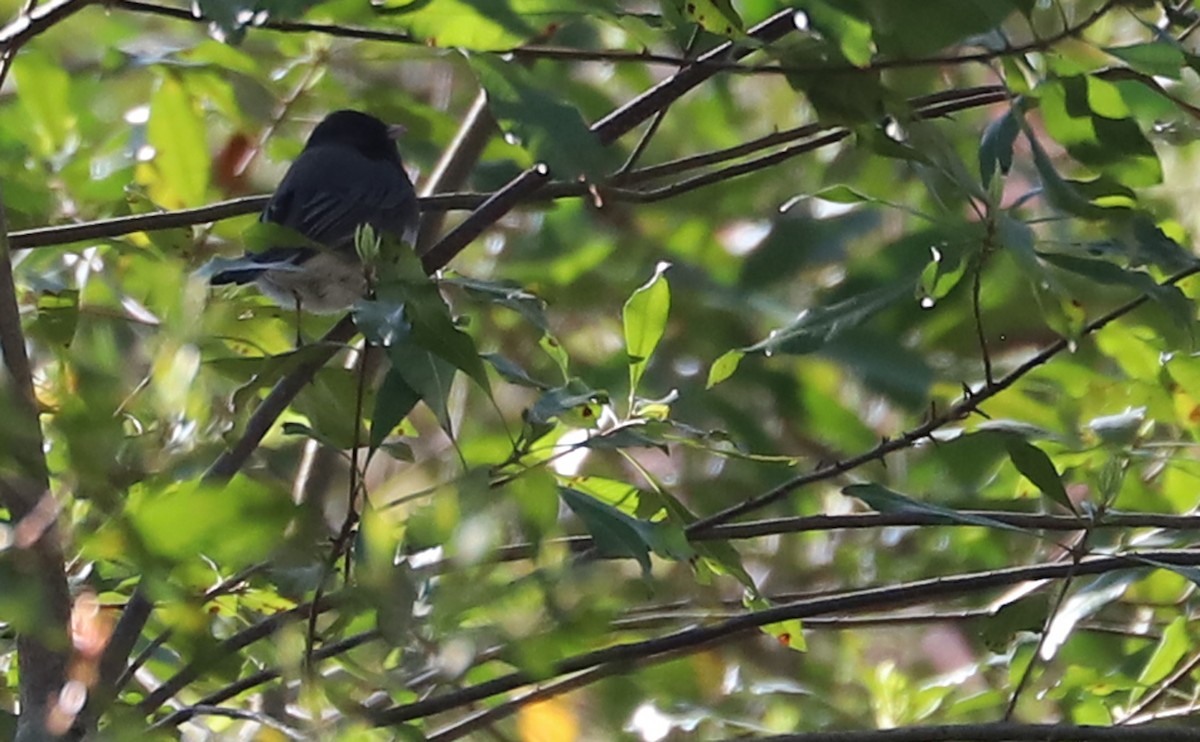 Junco Ojioscuro (hyemalis/carolinensis) - ML617488727