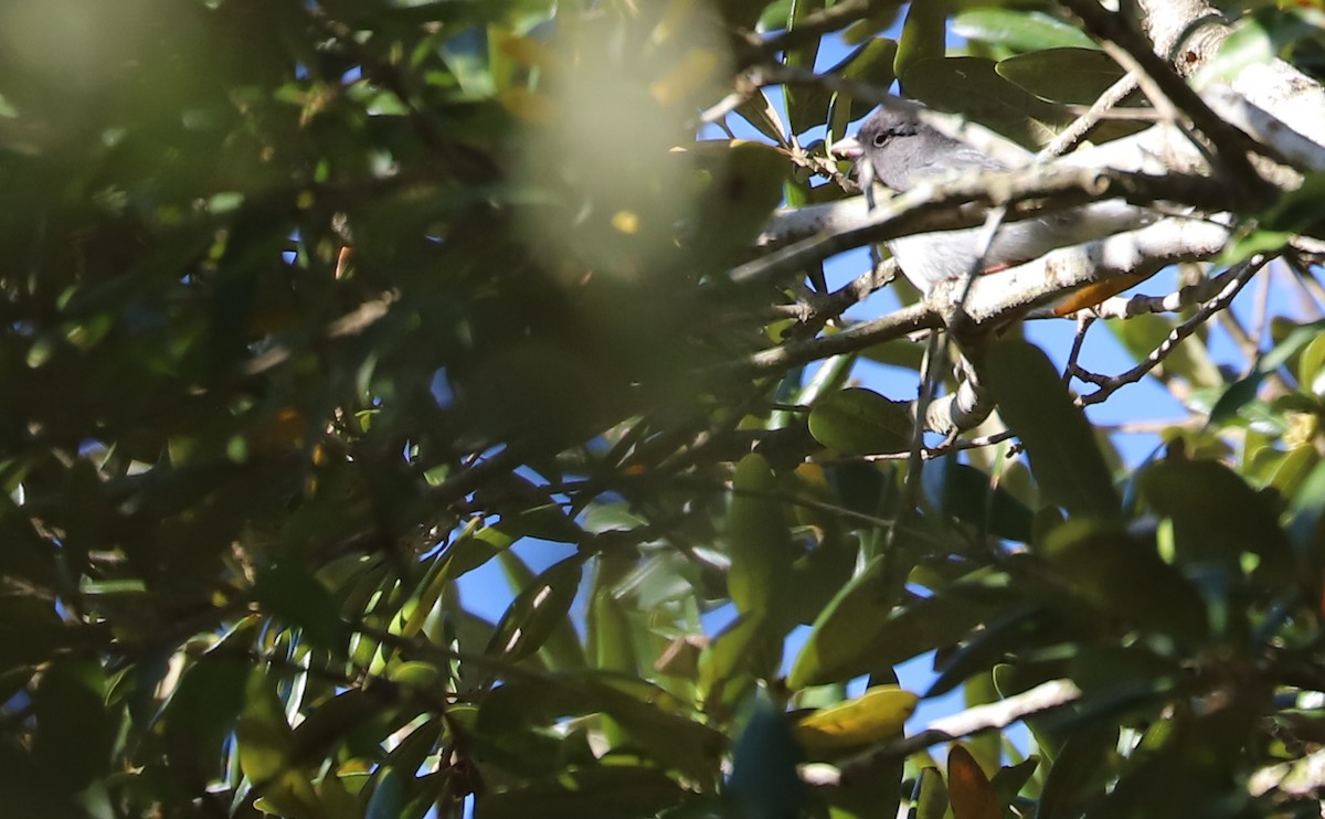 Dark-eyed Junco (Slate-colored) - Rob Bielawski