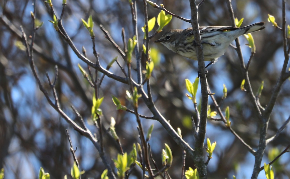 Yellow-rumped Warbler (Myrtle) - Rob Bielawski