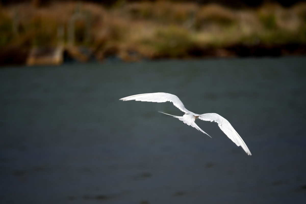 White-fronted Tern - ML617488751