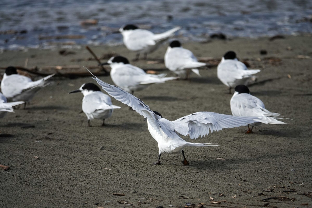 White-fronted Tern - ML617488753