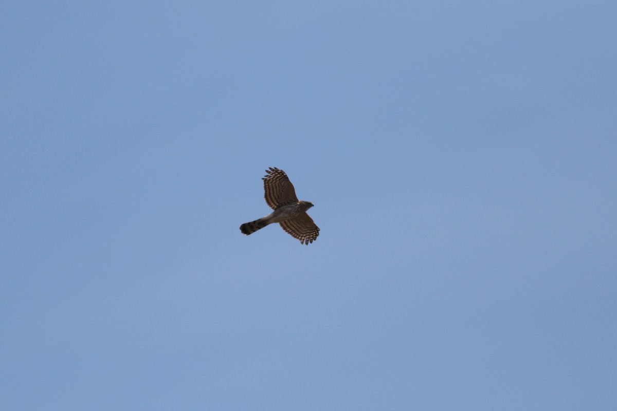 Cooper's Hawk - ML617488783