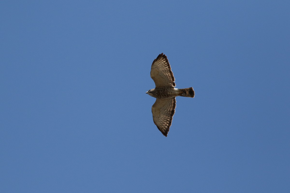 Broad-winged Hawk - ML617488800