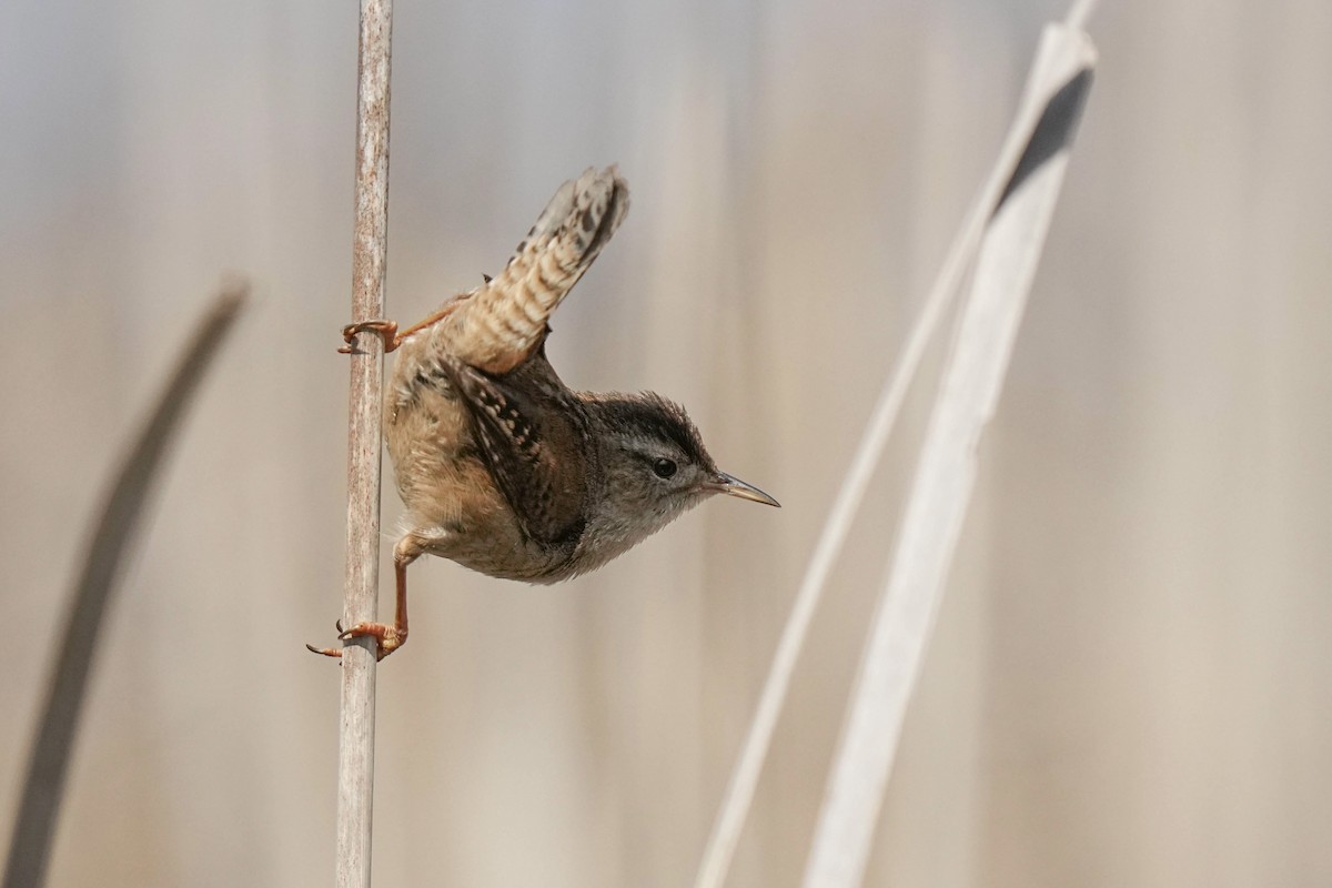 Marsh Wren - Sabine Jessen