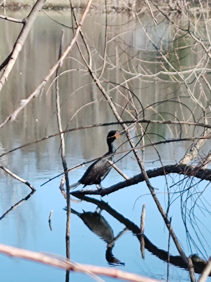 Double-crested Cormorant - ML617488907