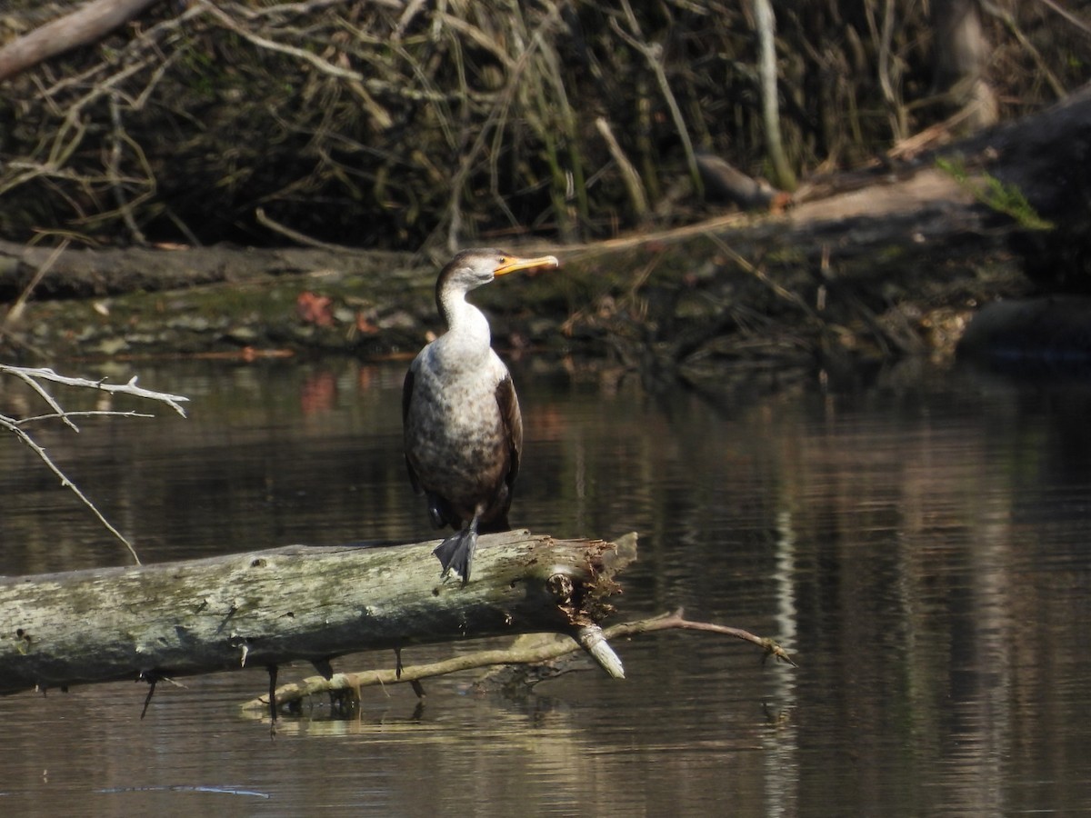 Double-crested Cormorant - Donna Ortuso