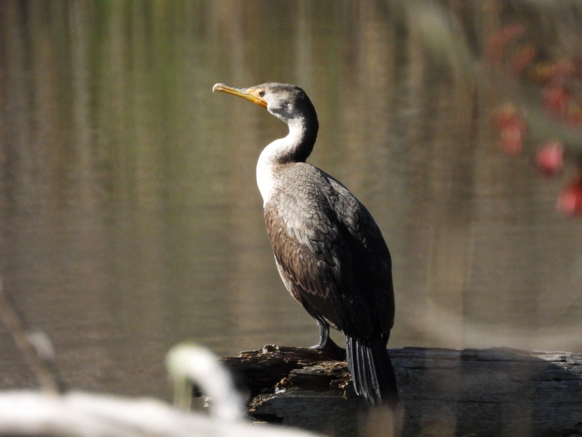 Double-crested Cormorant - Donna Ortuso