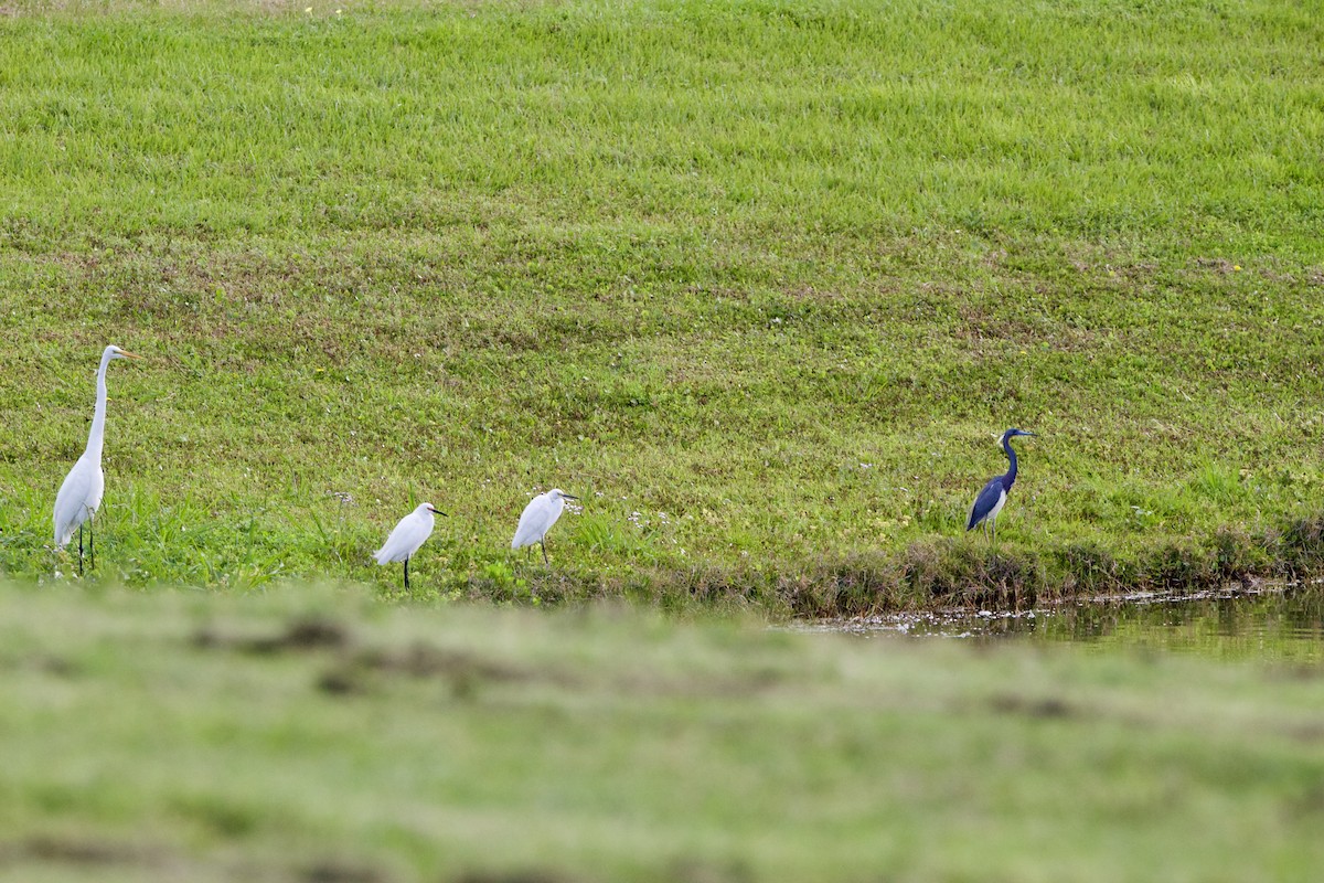 Tricolored Heron - ML617489121