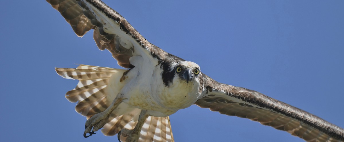 Osprey - Barbara Wise