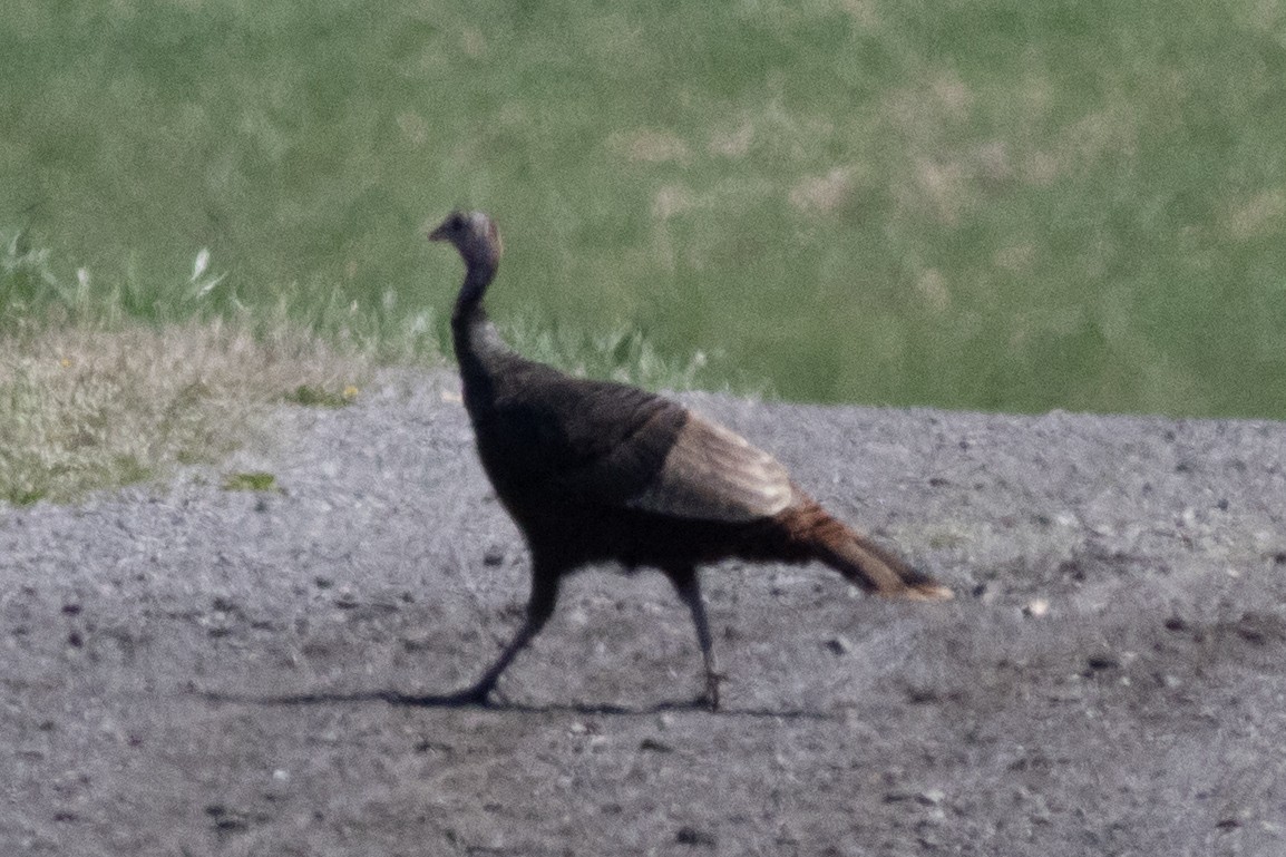 Wild Turkey - ML617489197