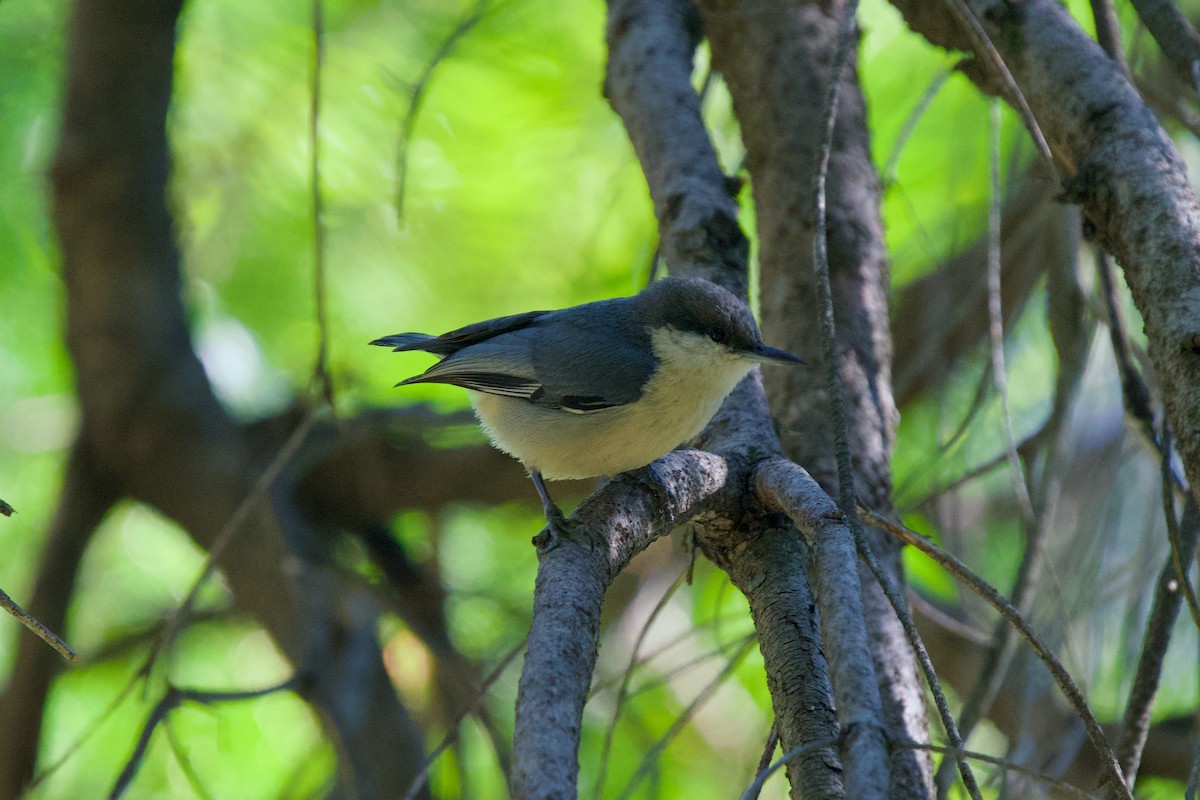 Pygmy Nuthatch - ML617489246