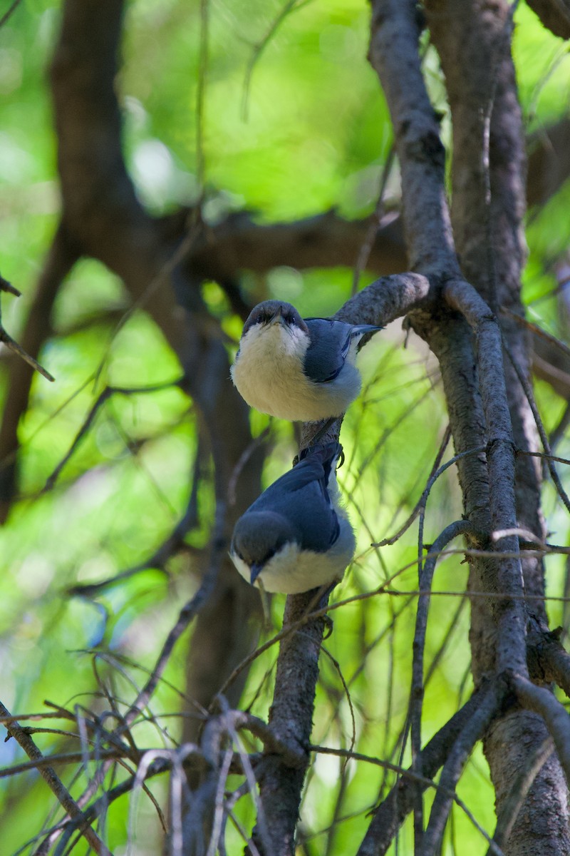 Pygmy Nuthatch - ML617489247