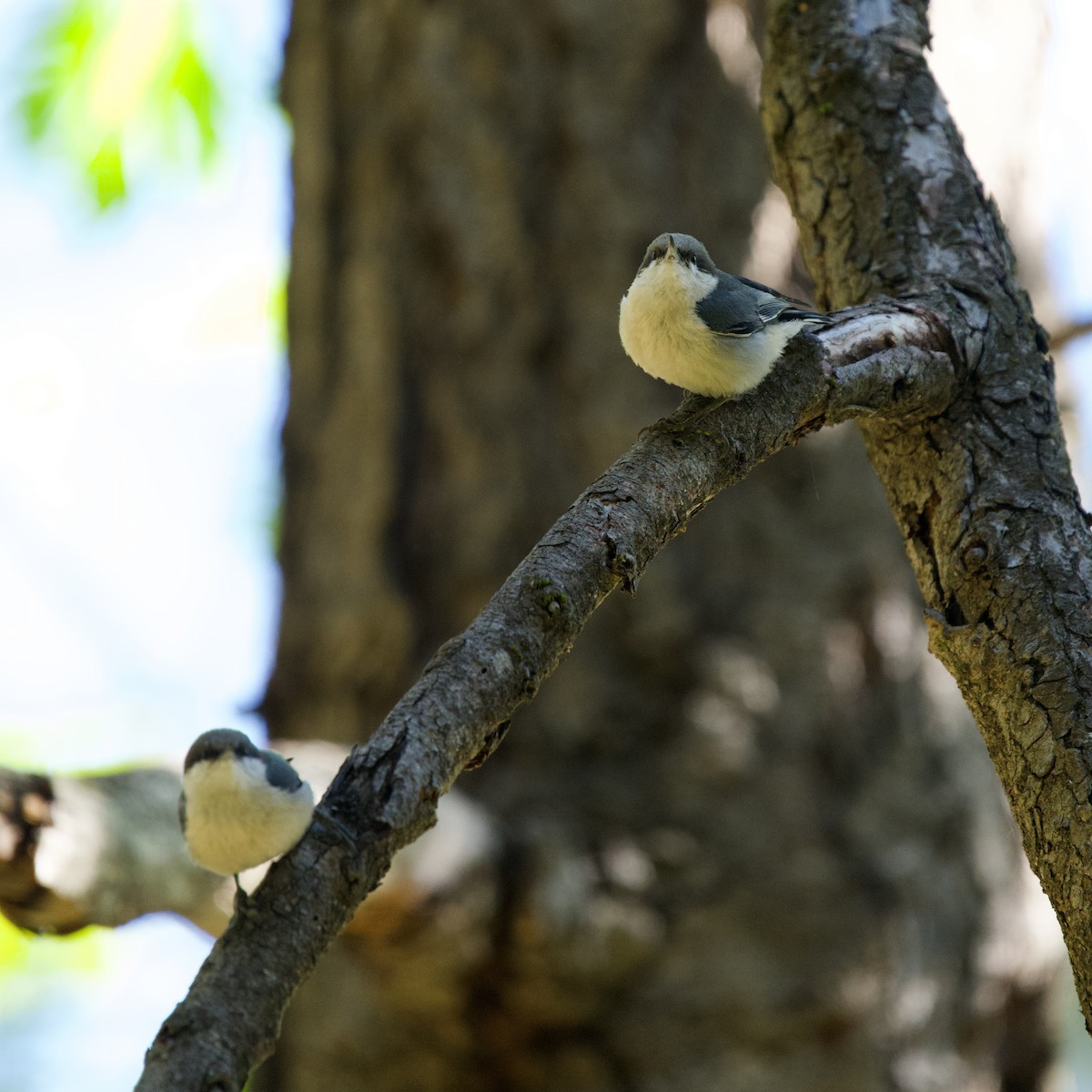 Pygmy Nuthatch - ML617489249