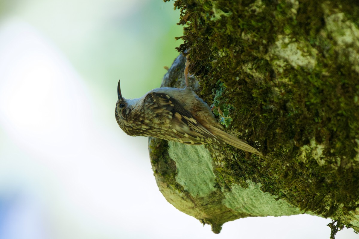 Brown Creeper - ML617489257