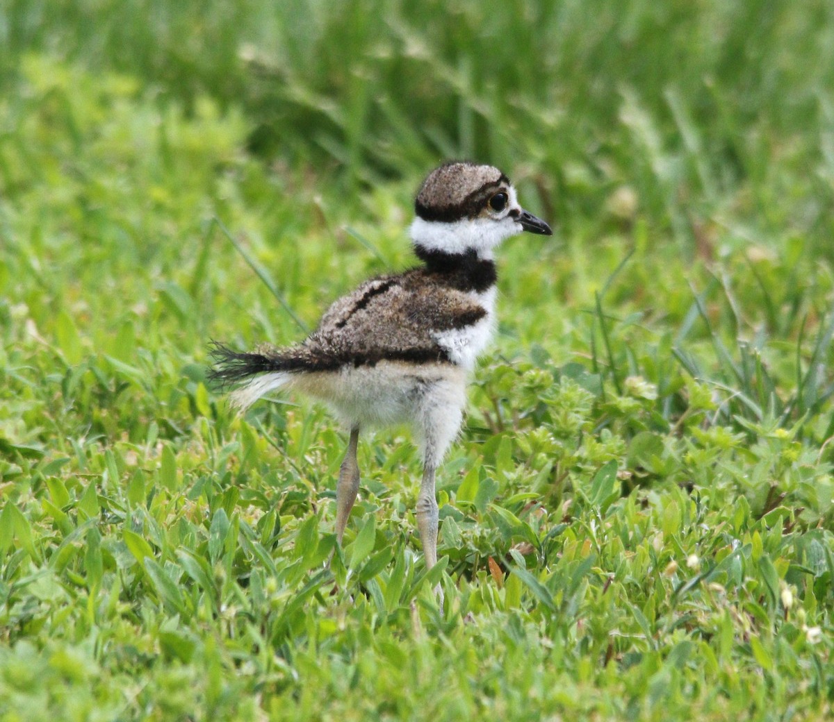 Killdeer - ML617489340