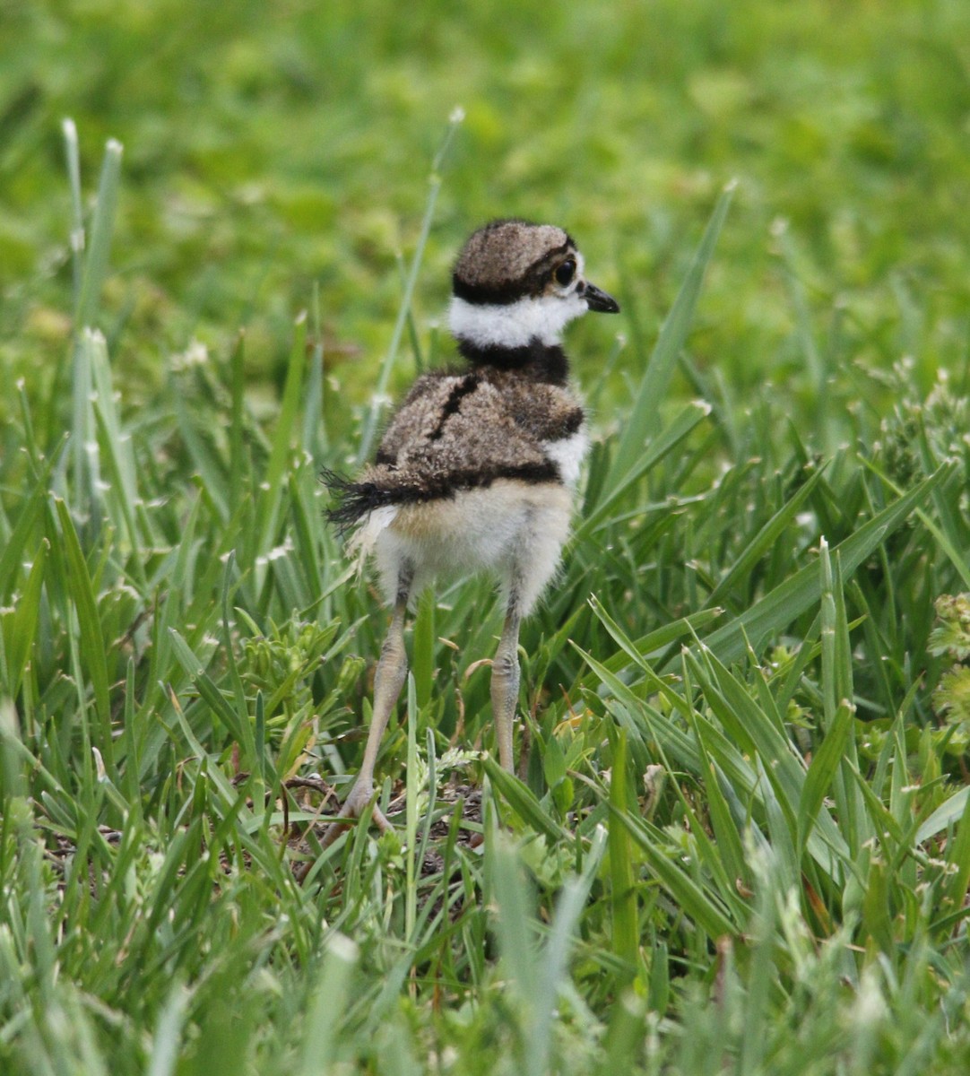 Killdeer - ML617489347