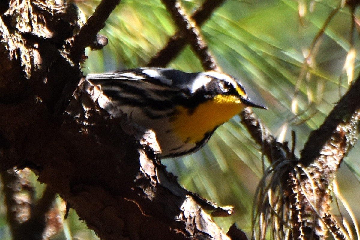 Yellow-throated Warbler - ML617489389