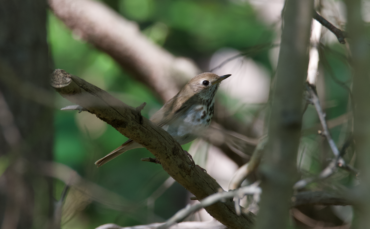 Hermit Thrush - ML617489415