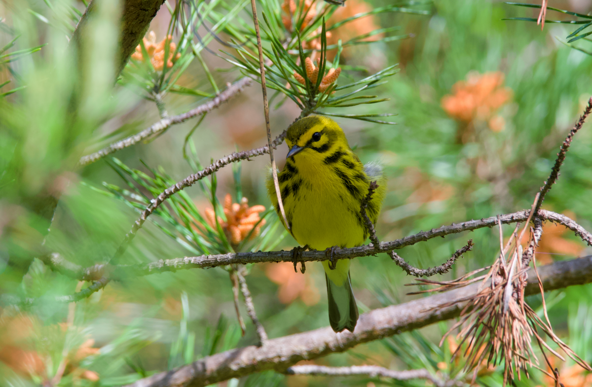 Prairie Warbler - ML617489425