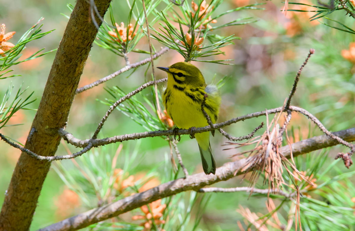 Prairie Warbler - ML617489429