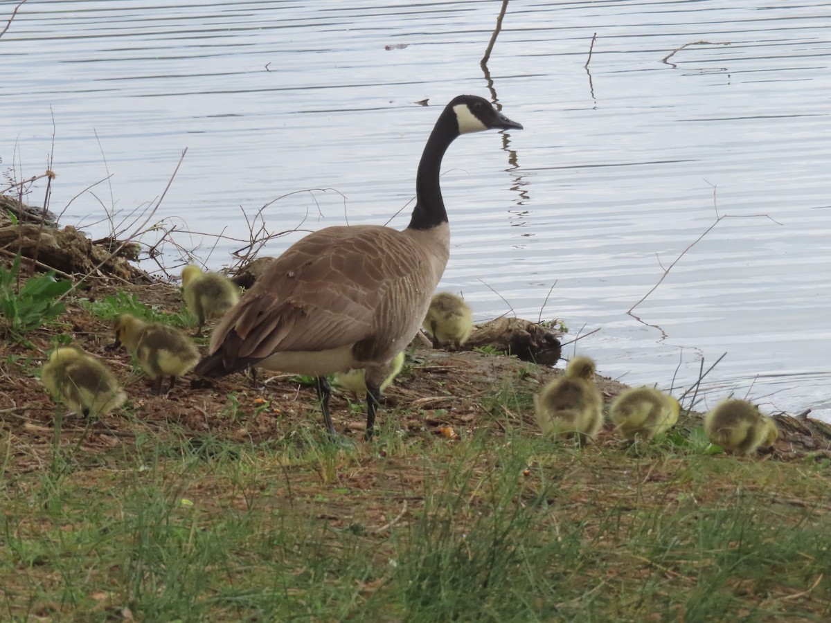 Canada Goose - ML617489483