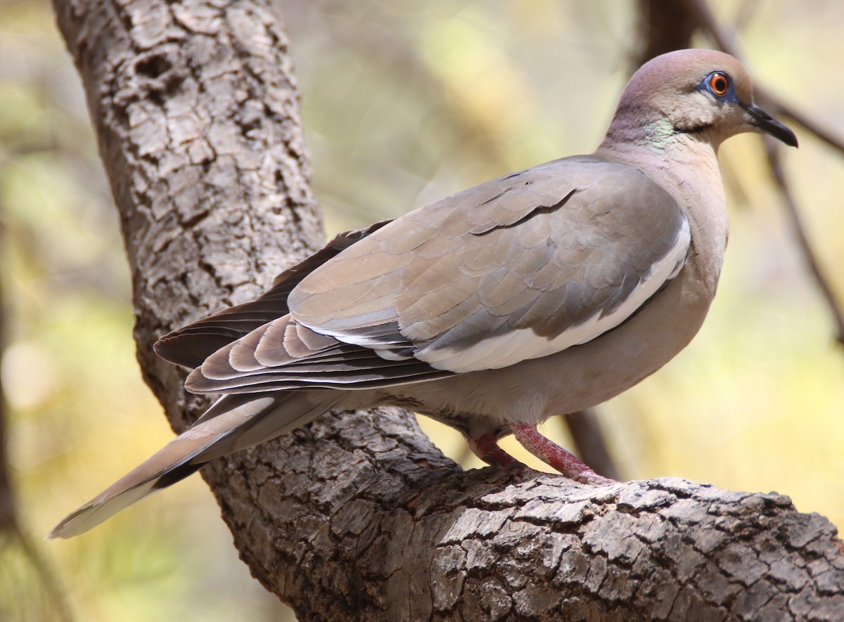 White-winged Dove - ML617489519