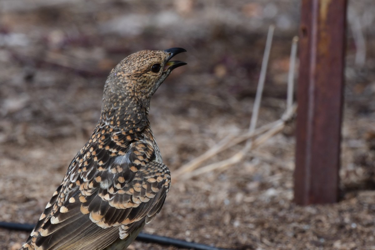 Spotted Bowerbird - Robert McTrusty