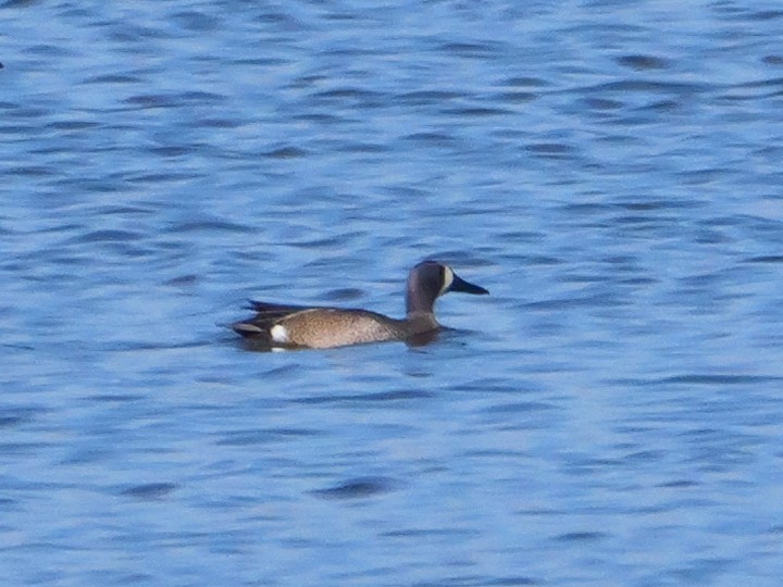 Blue-winged Teal - Michael Werner