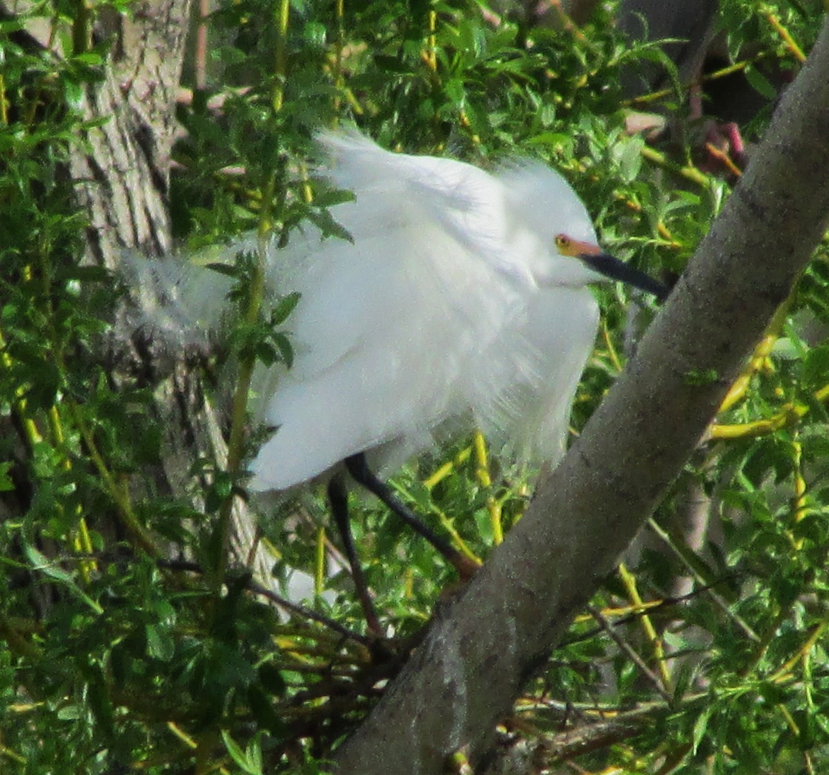 Snowy Egret - ML617489563