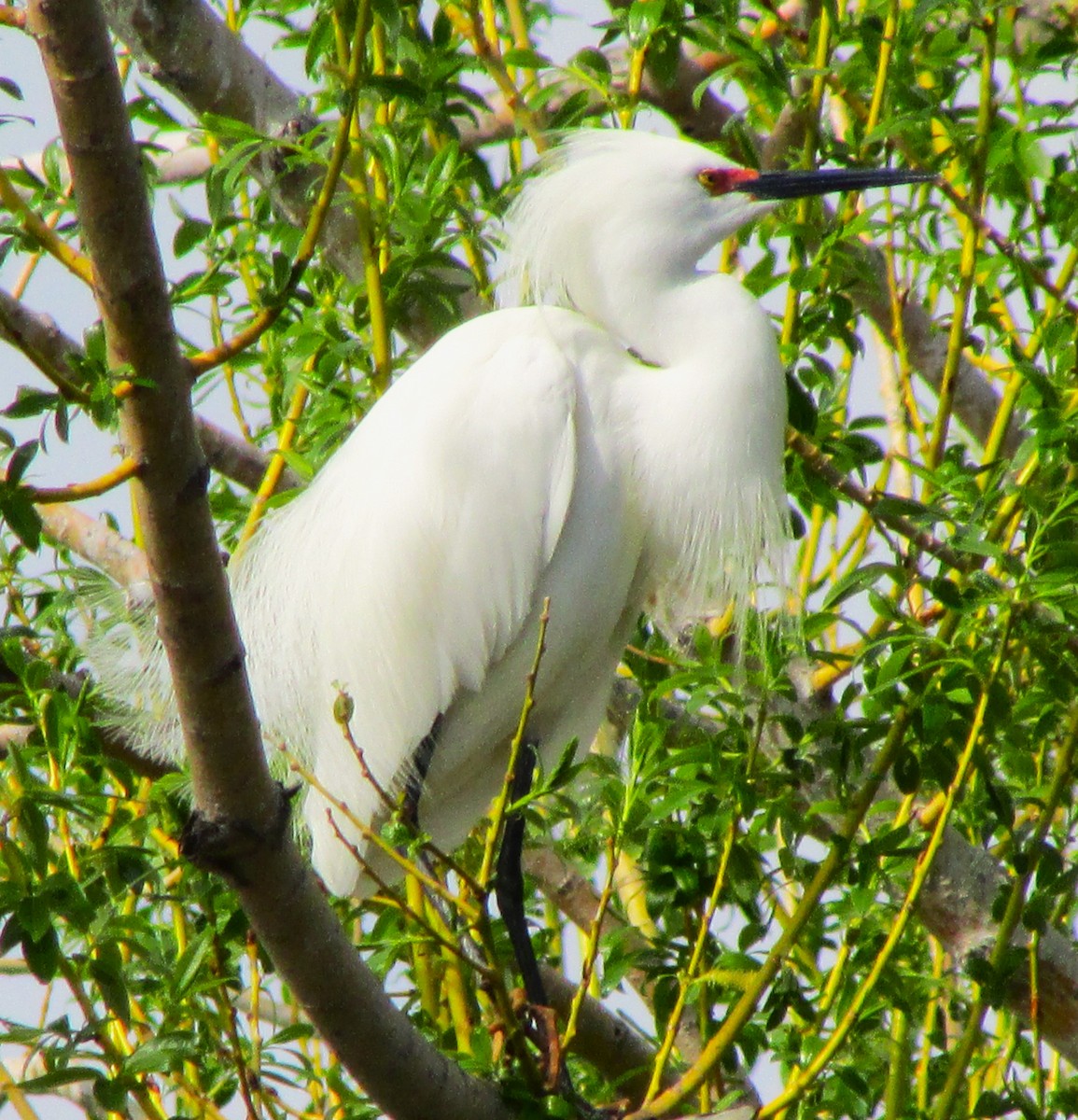 Snowy Egret - Sandy Winkler