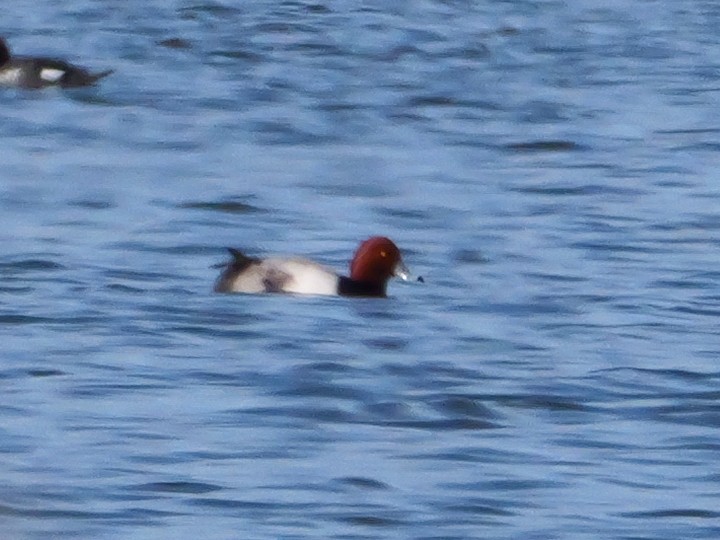 Redhead - Michael Werner