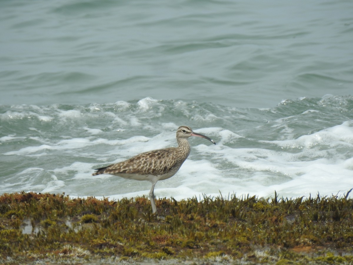 Whimbrel (White-rumped) - ML617489594