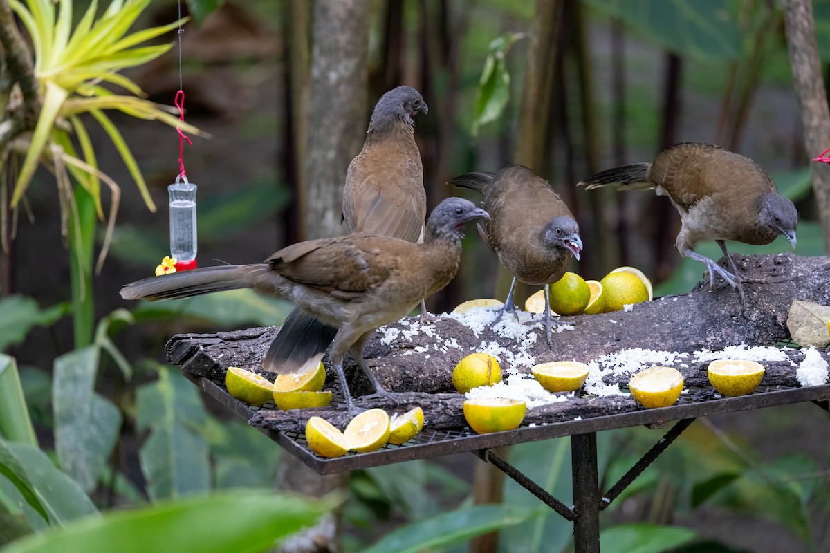 Gray-headed Chachalaca - Sandy & Bob Sipe