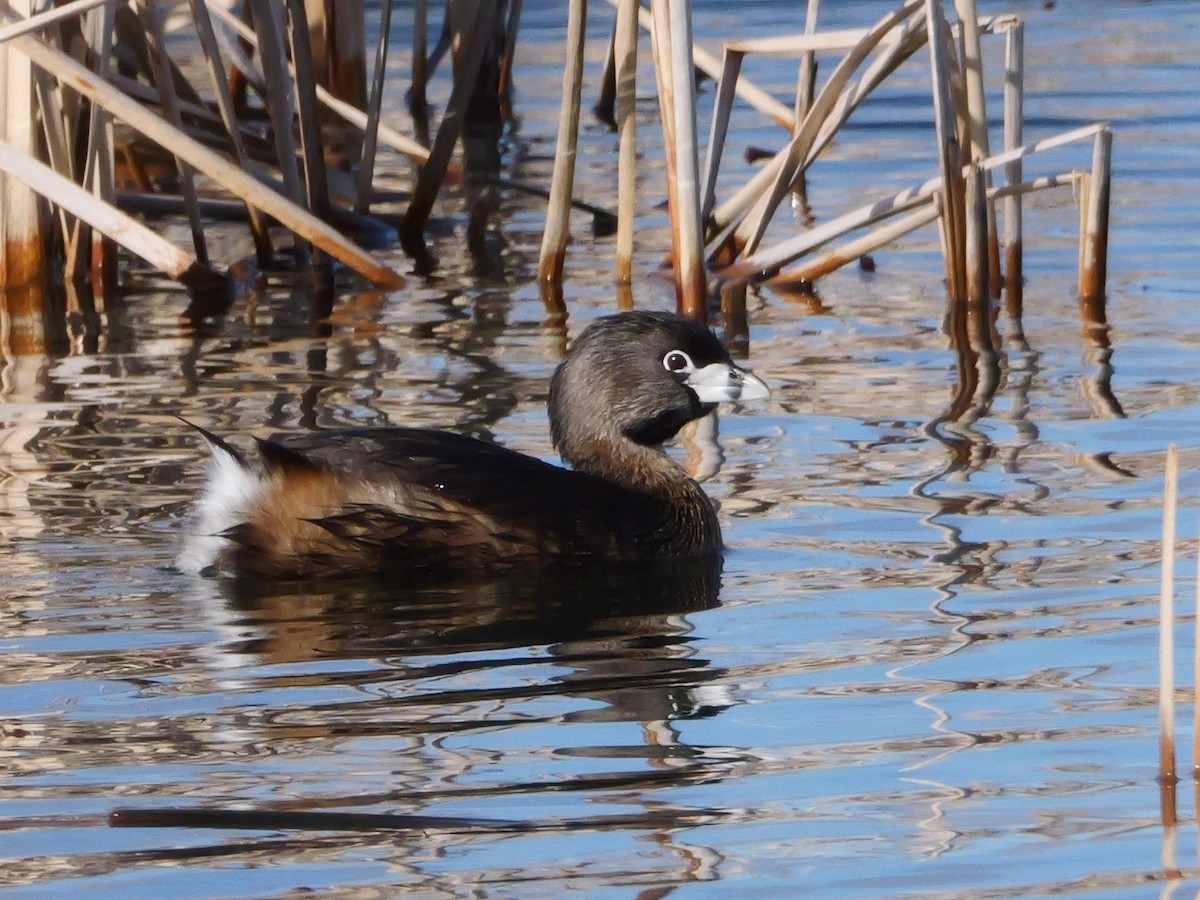 Pied-billed Grebe - Michael Werner