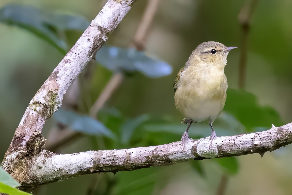 Tennessee Warbler - Sandy & Bob Sipe