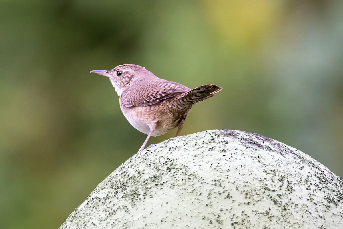 House Wren - Sandy & Bob Sipe