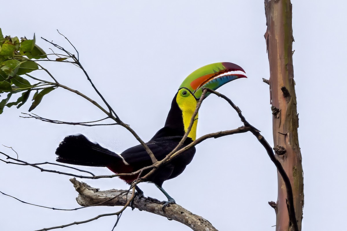 Keel-billed Toucan - Sandy & Bob Sipe