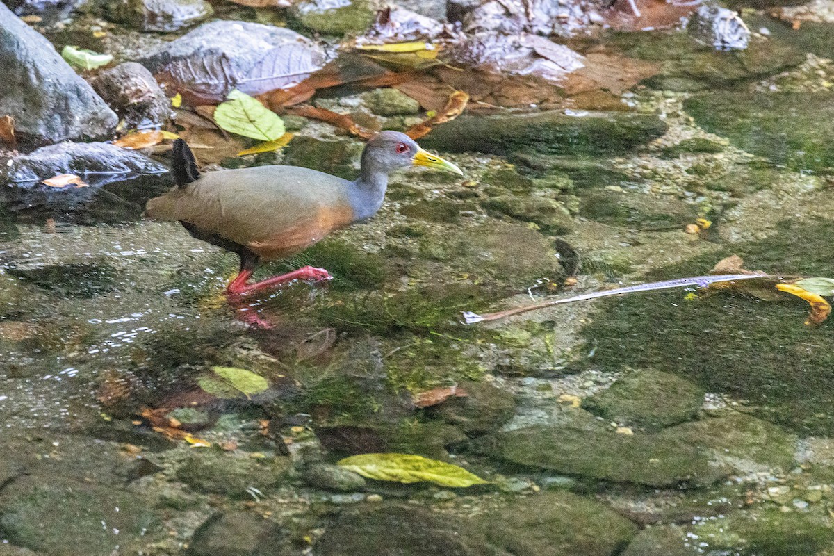 Gray-cowled Wood-Rail - Sandy & Bob Sipe